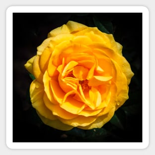 The Yellow Rose Sticker